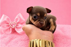 Jassy - Chihuahua for sale