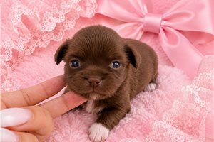 Tracey - Chihuahua for sale