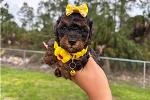 Lane - Poodle, Toy for sale