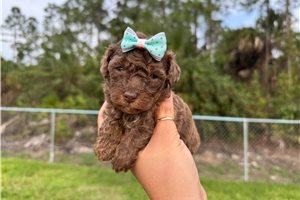 Luna - puppy for sale