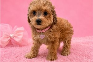 Pamela - Poodle, Toy for sale