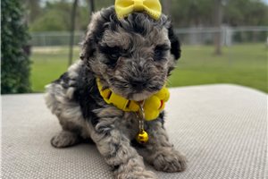 Paloma - puppy for sale