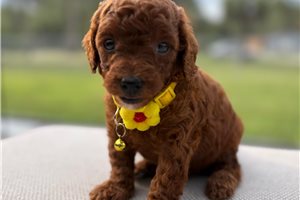 Quinsy - puppy for sale