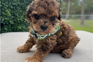 Paddington - Poodle, Toy for sale