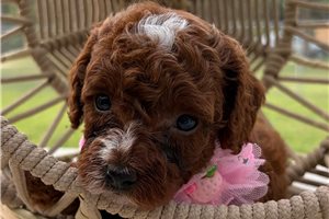 Quitara - puppy for sale