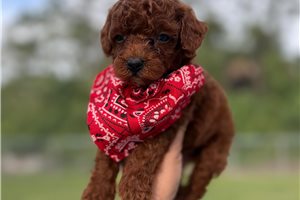 Quinton - puppy for sale