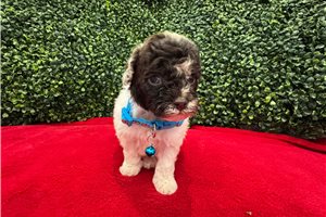 Coda - Toy Poodle for sale
