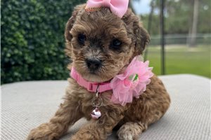 Pamela - puppy for sale