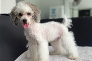 Dorian - Poodle, Toy for sale