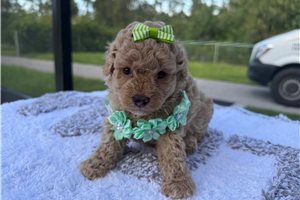 Dalia - puppy for sale