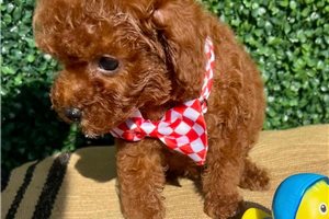 Quinton - Poodle, Toy for sale