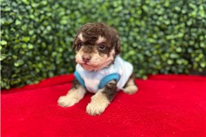 Clyde - puppy for sale