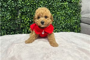 Tony - Poodle, Toy for sale