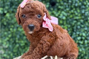 Quinn - puppy for sale