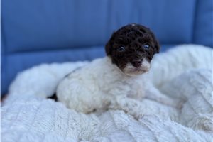 Coby - puppy for sale