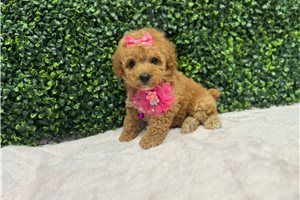 Teagan - Poodle, Toy for sale