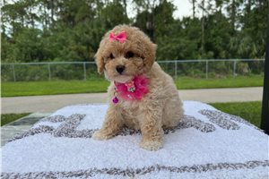 Dreka - puppy for sale