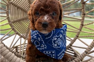 Quip - Poodle, Toy for sale