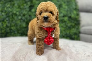 Travis - Poodle, Toy for sale
