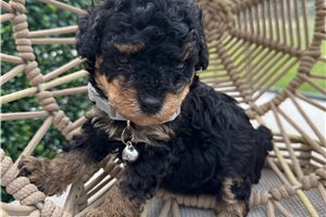 Paco - puppy for sale