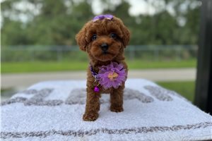 Diane - puppy for sale
