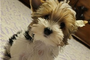 Nightshade - Yorkshire Terrier - Yorkie for sale