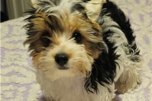Nile - puppy for sale