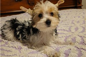 Nick - Yorkshire Terrier - Yorkie for sale