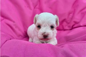 Abby - Malti Poo - Maltipoo for sale