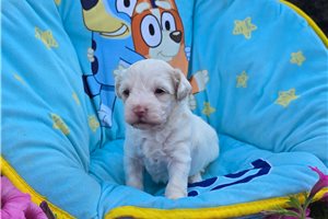 Andre - Malti Poo - Maltipoo for sale