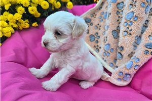 Abby - Malti Poo - Maltipoo for sale
