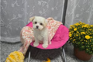 Abby - Maltipoo for sale