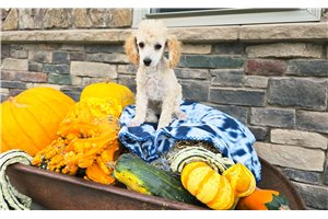 Kevin - Poodle, Toy for sale