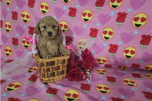 Madison - Poodle, Toy for sale