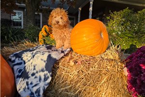 Kingston - Poodle, Toy for sale
