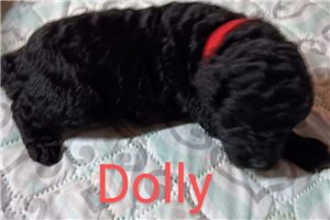 Dolly - Poodle, Standard for sale