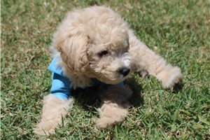 Harry - Toy Poodle for sale