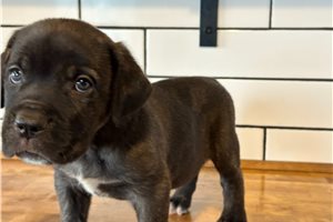 Baylor - puppy for sale