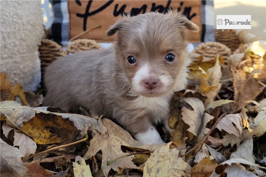 Raven - Chihuahua for sale