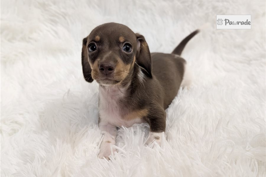 Penny - Tweenie Dachshund for sale