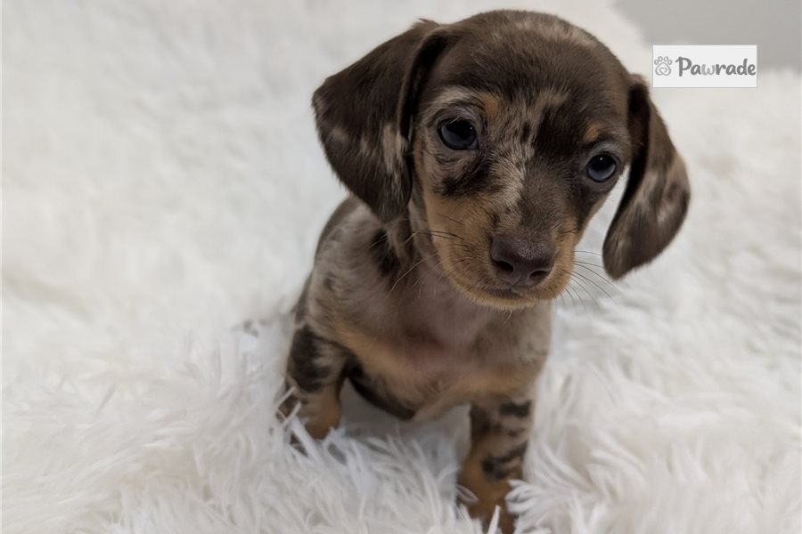 Perdia, female Tweenie Dachshund puppy for sale