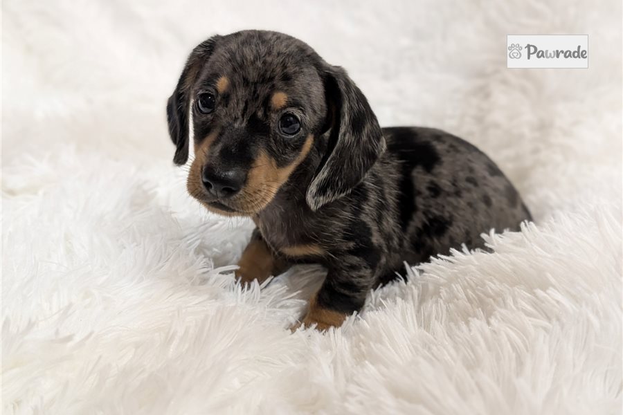 Paul - Tweenie Dachshund for sale