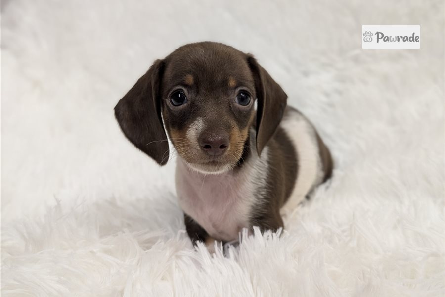 Peony - Tweenie Dachshund for sale