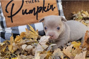 Rhonda - puppy for sale