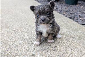 Jules - puppy for sale