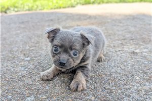 Bailey - Chihuahua for sale