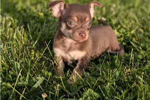 Jacob - Chihuahua for sale