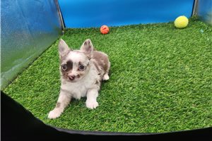 Cruz - puppy for sale