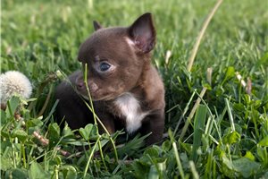 Juno - puppy for sale