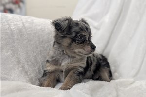 Forrest - Chihuahua for sale